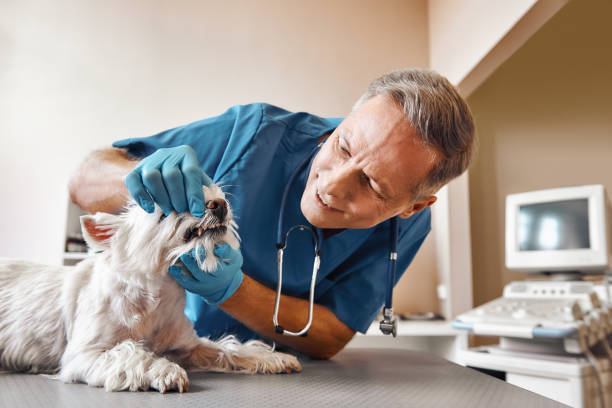 Best Knocked-Out Tooth (Avulsed Tooth) Treatment in Morrisville, NC